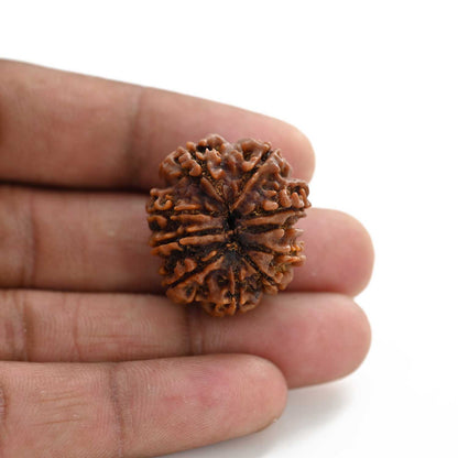 10 Mukhi Rudraksha (Nepal) 27.60 M.M.