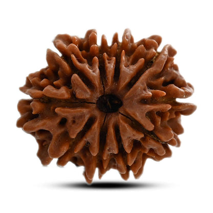 10 Mukhi Rudraksha (Nepal) 24.50 M.M.