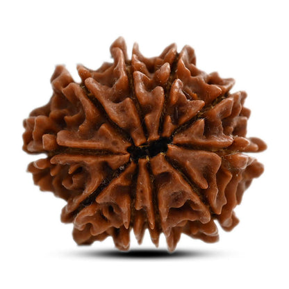 10 Mukhi Rudraksha (Nepal) 24.50 M.M.