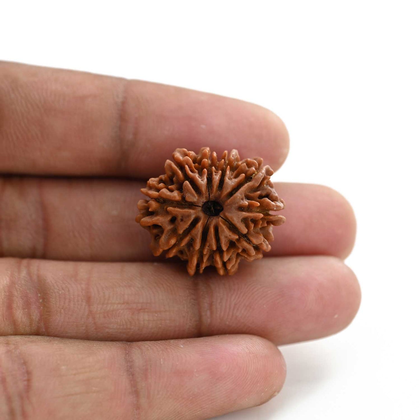 10 Mukhi Rudraksha (Nepal) 24.50 M.M.