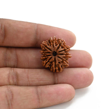 10 Mukhi Rudraksha (Nepal) 24.50 M.M.