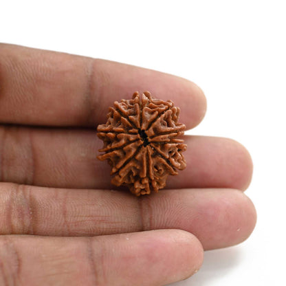 10 Mukhi Rudraksha (Nepal) 24.50 M.M.