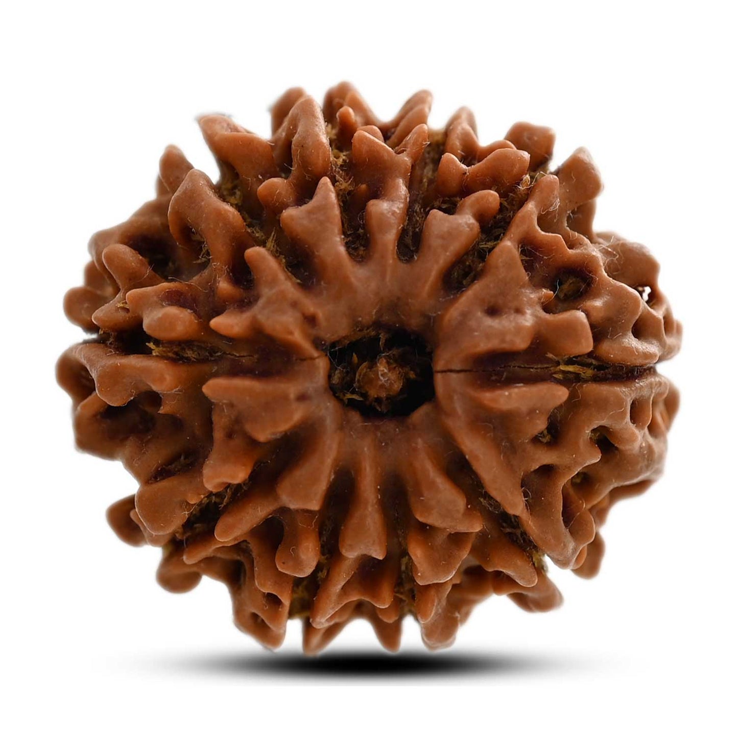 10 Mukhi Rudraksha (Nepal) 24.85 M.M.