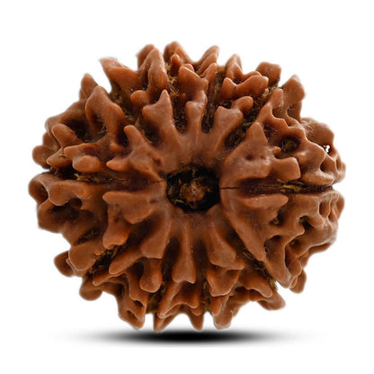 10 Mukhi Rudraksha (Nepal) 24.85 M.M.