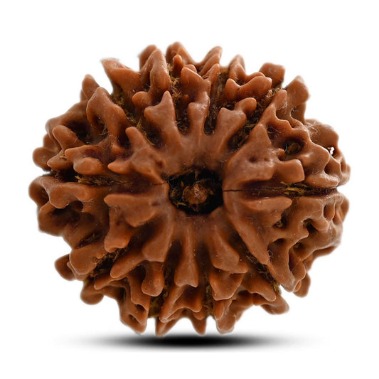 10 Mukhi Rudraksha (Nepal) 24.85 M.M.