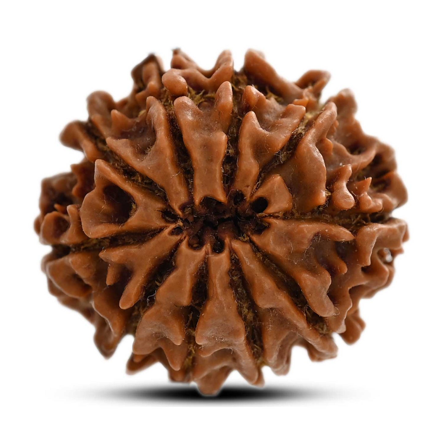 10 Mukhi Rudraksha (Nepal) 24.85 M.M.