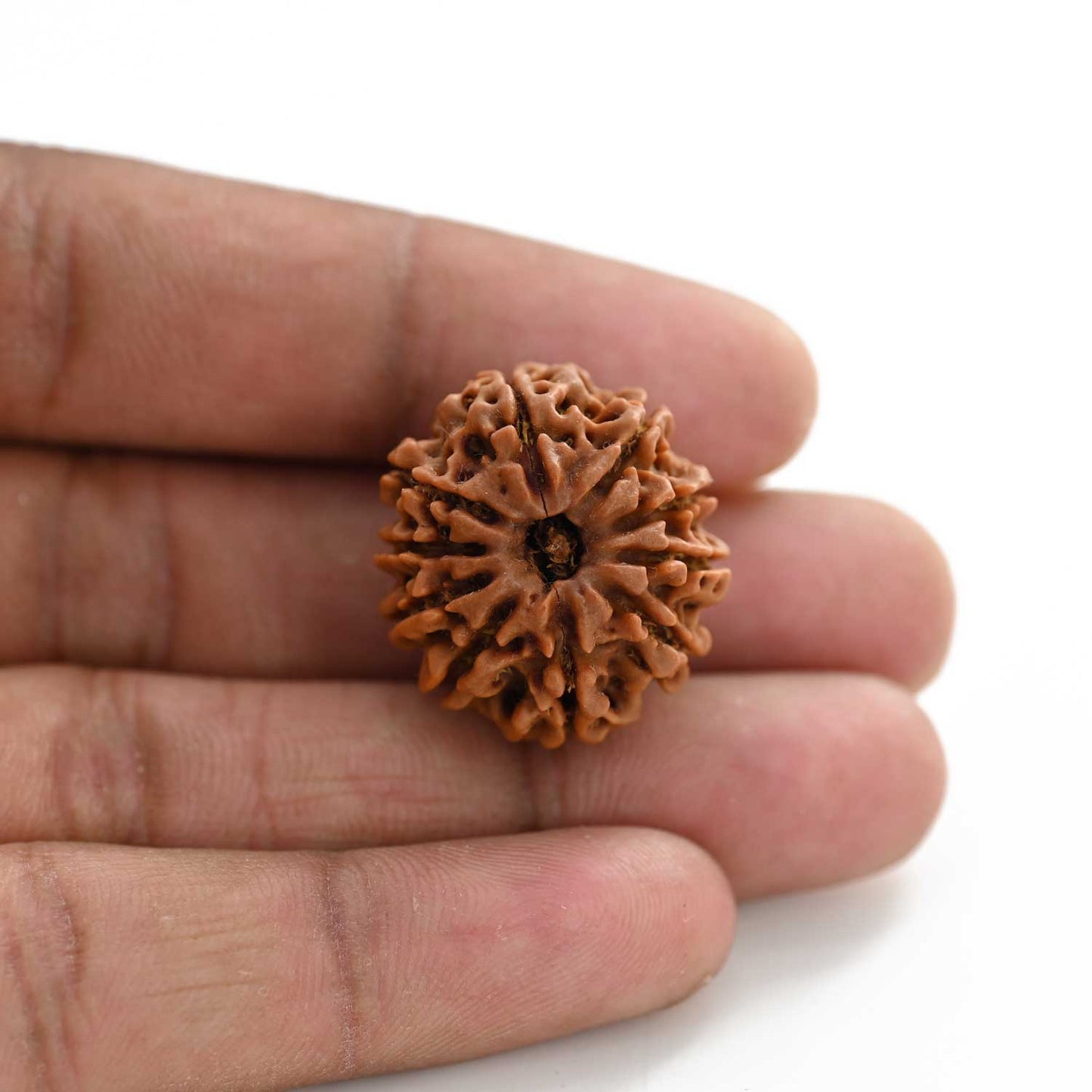 10 Mukhi Rudraksha (Nepal) 24.85 M.M.