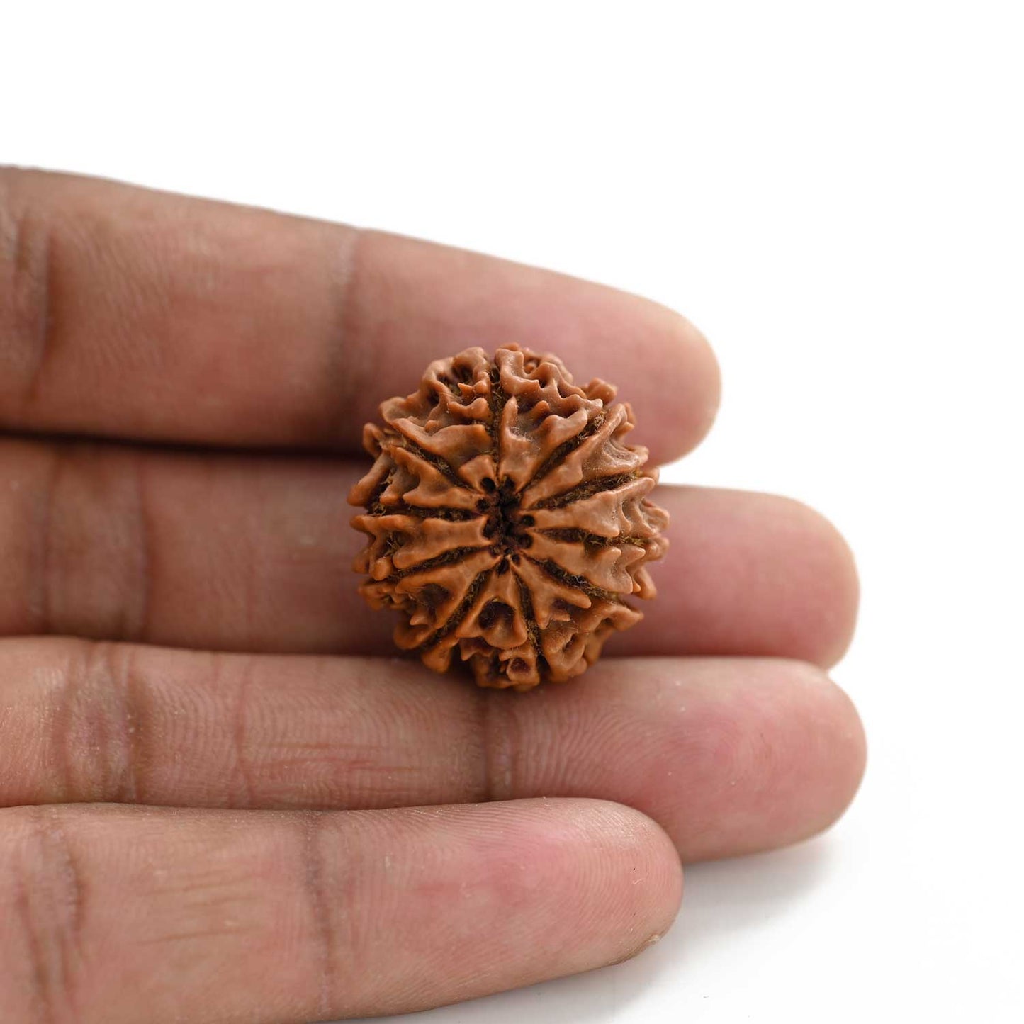 10 Mukhi Rudraksha (Nepal) 24.85 M.M.
