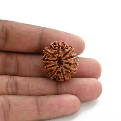 10 Mukhi Rudraksha (Nepal) 24.85 M.M.