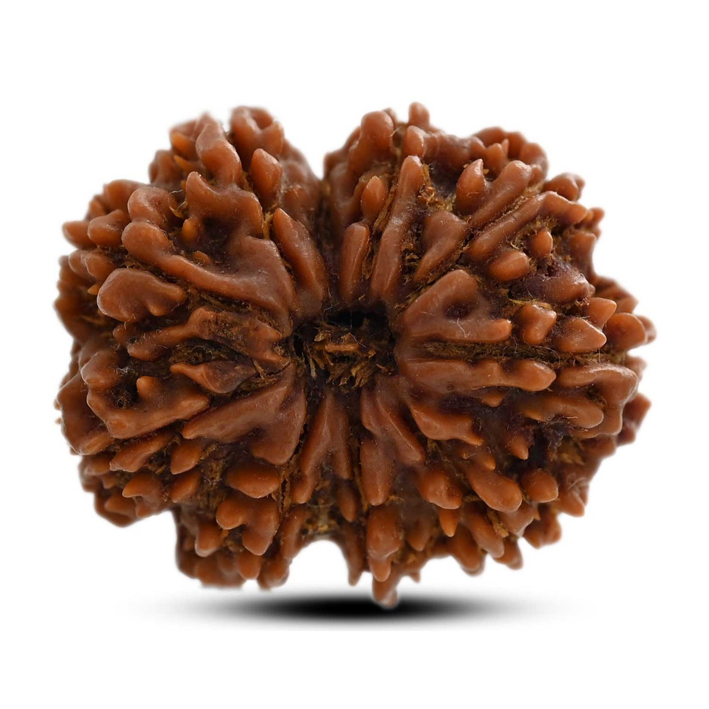 10 Mukhi Rudraksha (Nepal) 28.90 M.M.