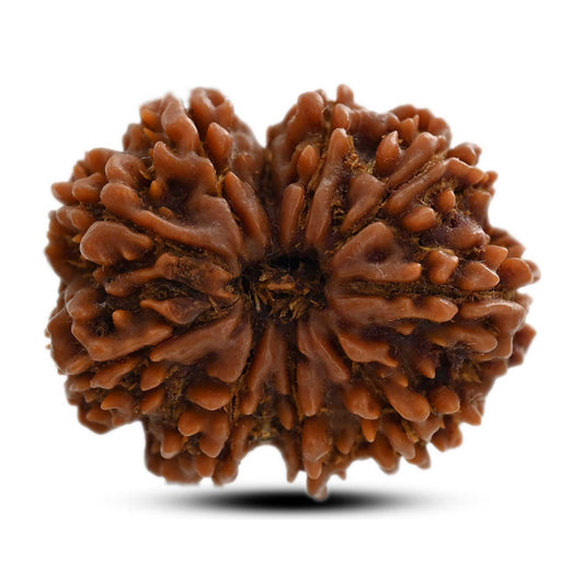 10 Mukhi Rudraksha (Nepal) 28.90 M.M.