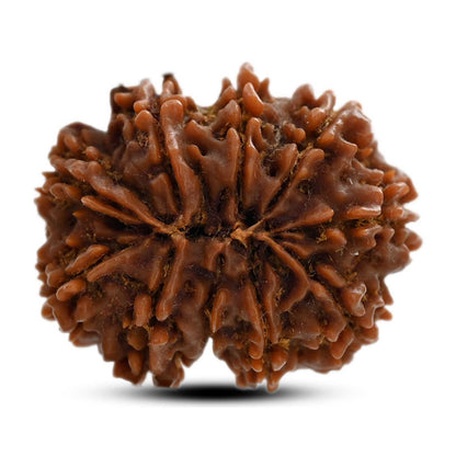 10 Mukhi Rudraksha (Nepal) 28.90 M.M.