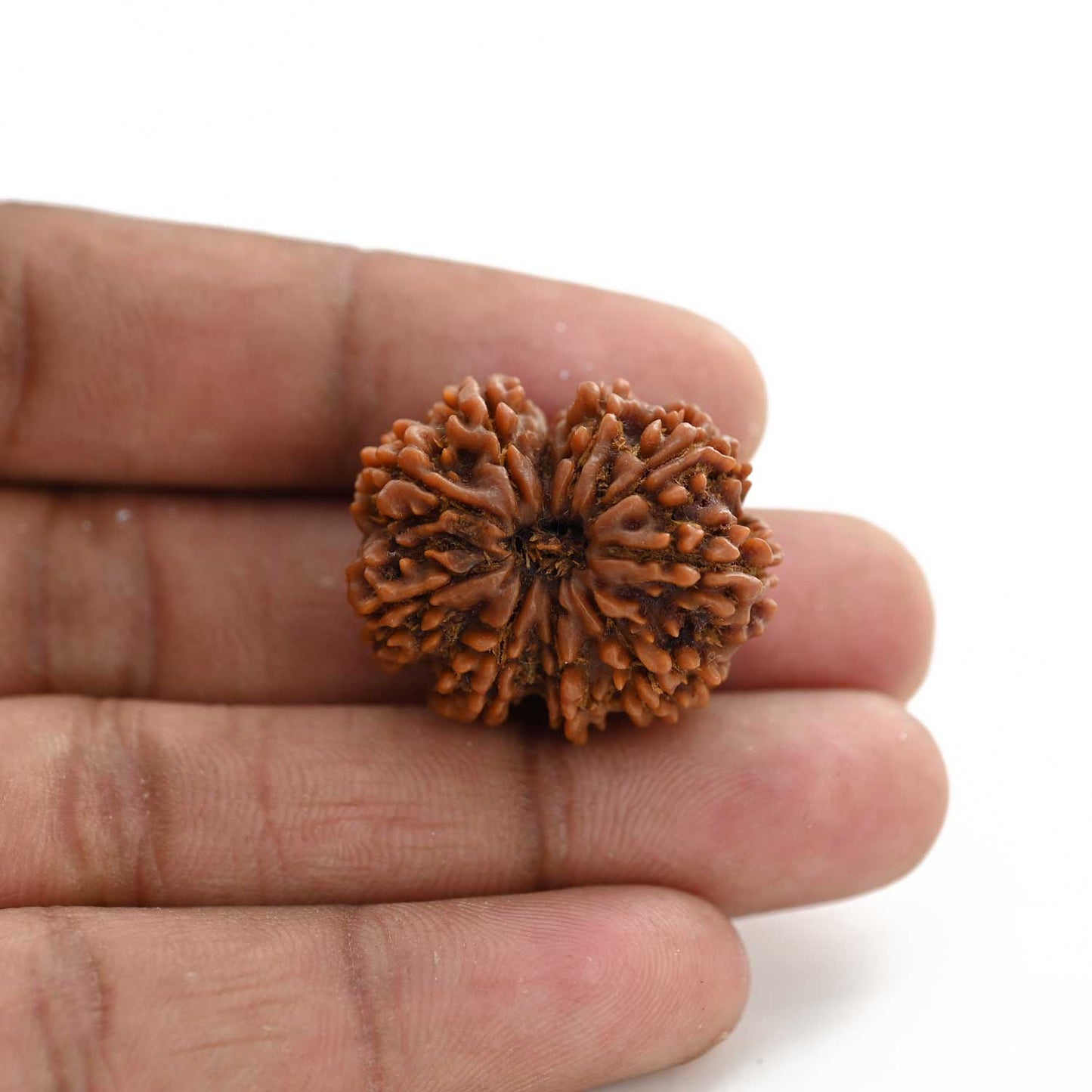 10 Mukhi Rudraksha (Nepal) 28.90 M.M.