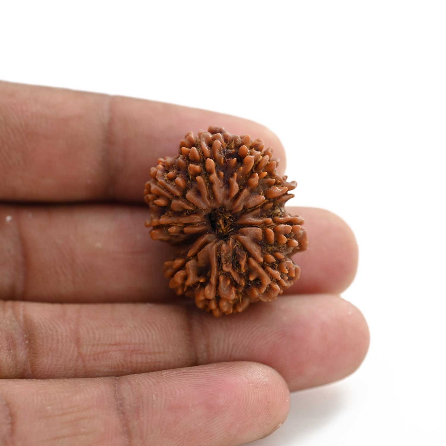 10 Mukhi Rudraksha (Nepal) 28.90 M.M.