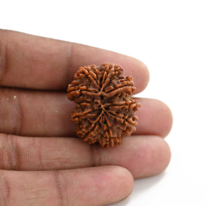 10 Mukhi Rudraksha (Nepal) 28.90 M.M.