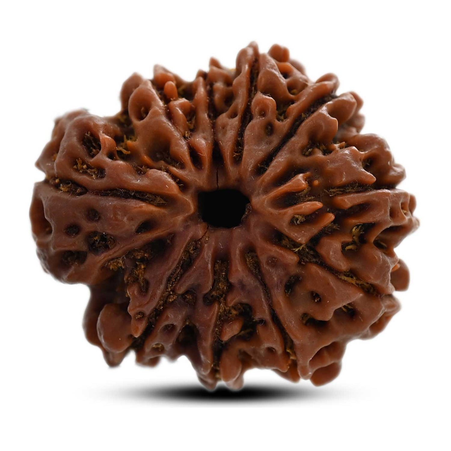 10 Mukhi Rudraksha (Nepal) 27.12 M.M.