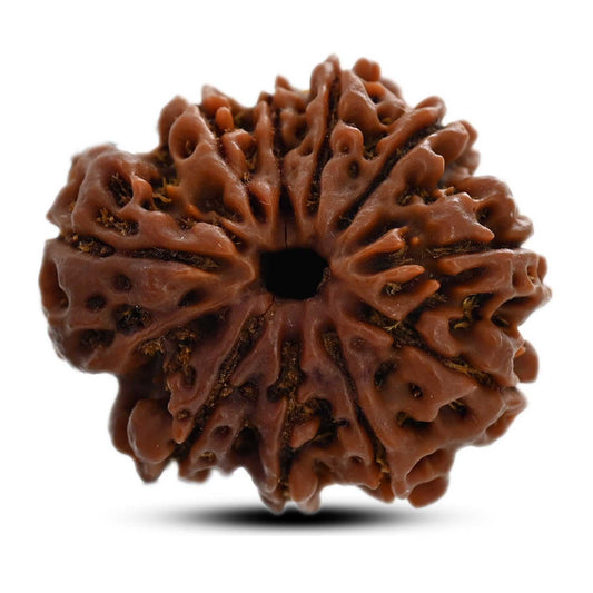 10 Mukhi Rudraksha (Nepal) 27.12 M.M.