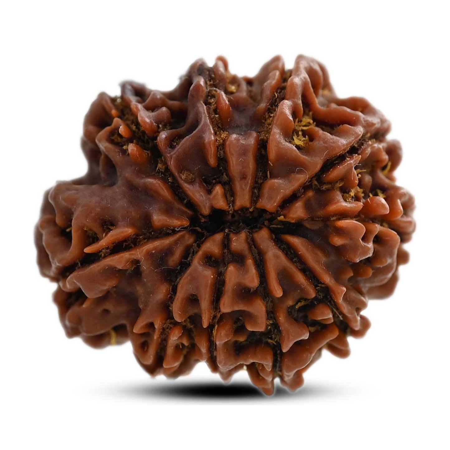 10 Mukhi Rudraksha (Nepal) 27.12 M.M.