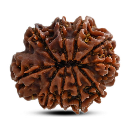 10 Mukhi Rudraksha (Nepal) 27.12 M.M.