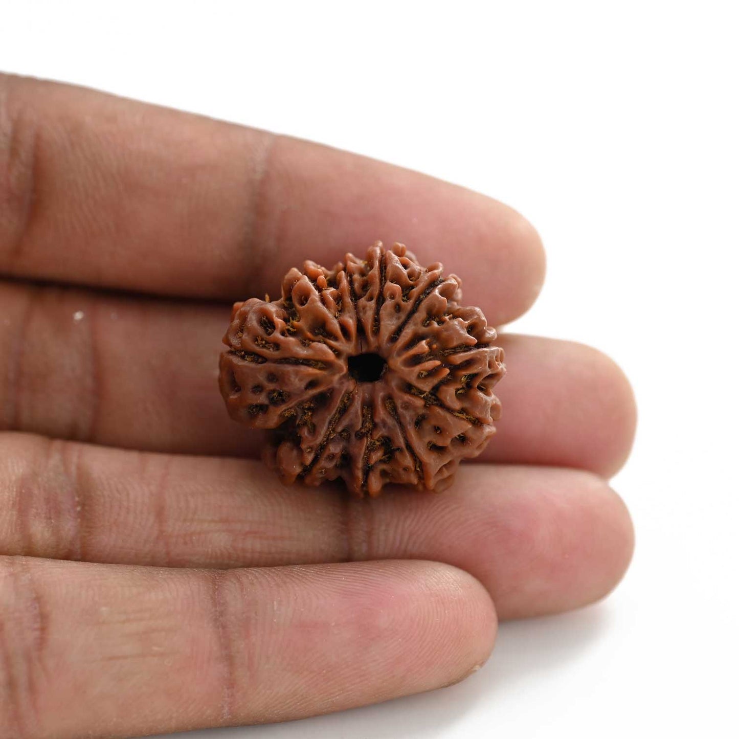 10 Mukhi Rudraksha (Nepal) 27.12 M.M.
