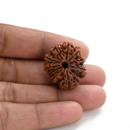 10 Mukhi Rudraksha (Nepal) 27.12 M.M.