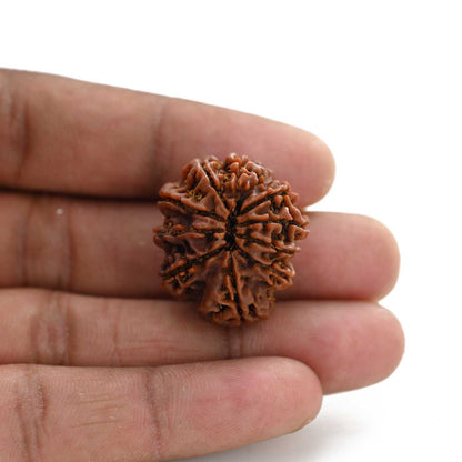 10 Mukhi Rudraksha (Nepal) 27.12 M.M.