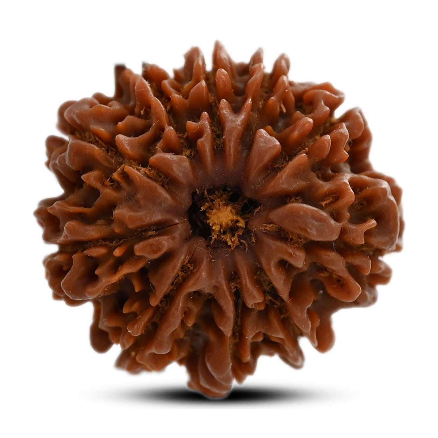 10 Mukhi Rudraksha (Nepal) 25.01 M.M.
