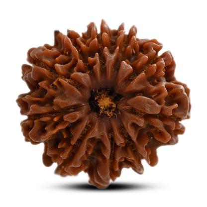 10 Mukhi Rudraksha (Nepal) 25.01 M.M.