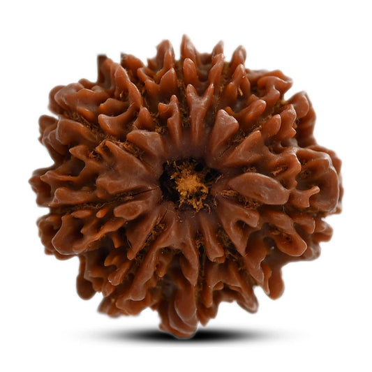 10 Mukhi Rudraksha (Nepal) 25.01 M.M.
