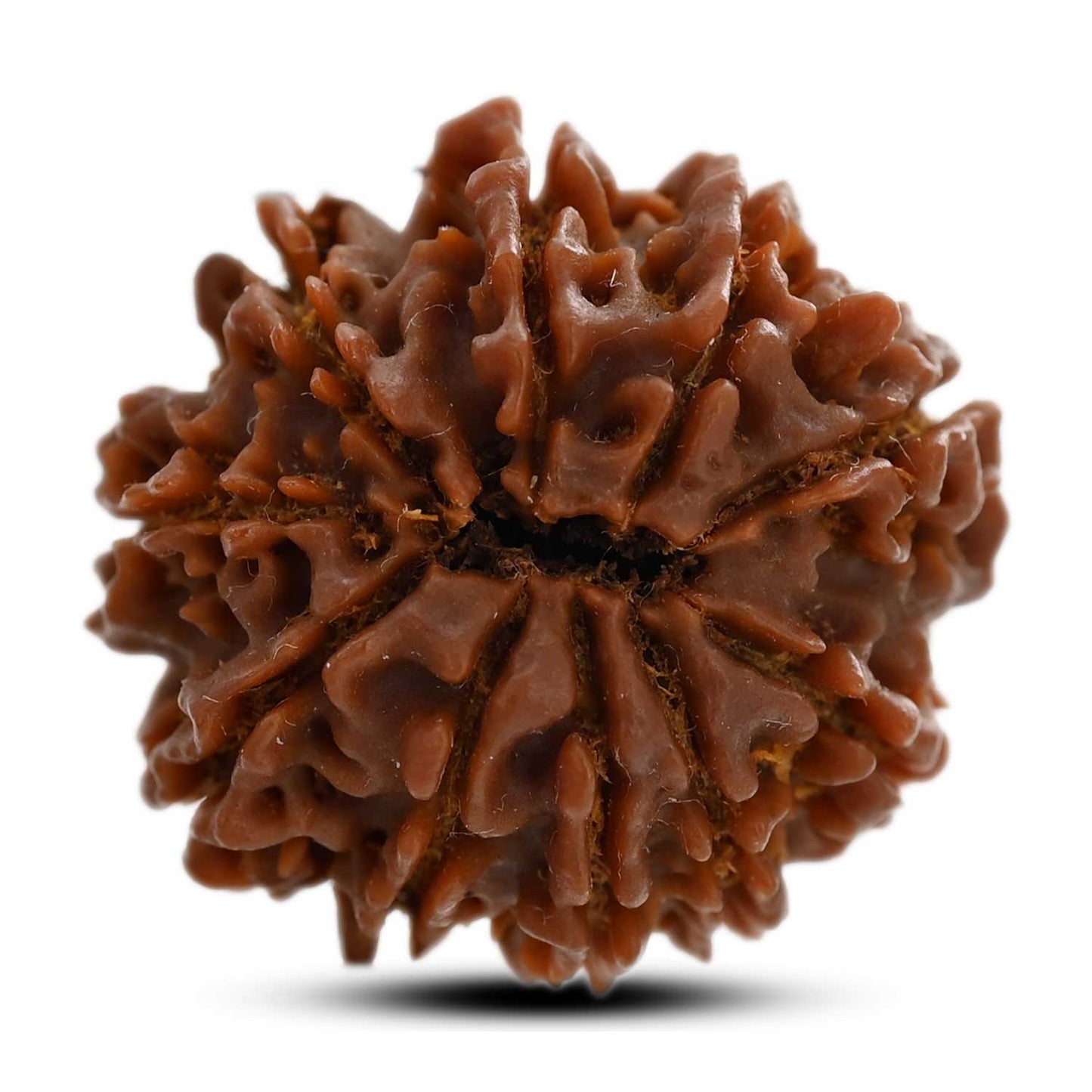 10 Mukhi Rudraksha (Nepal) 25.01 M.M.