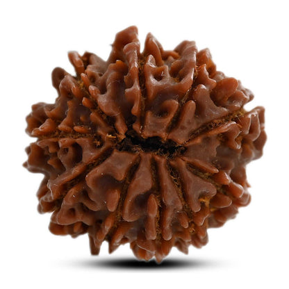 10 Mukhi Rudraksha (Nepal) 25.01 M.M.