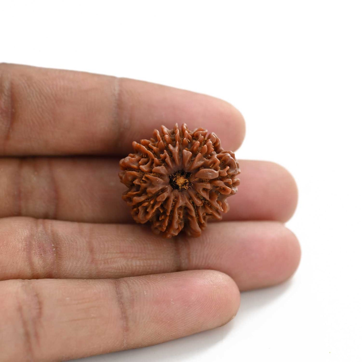 10 Mukhi Rudraksha (Nepal) 25.01 M.M.