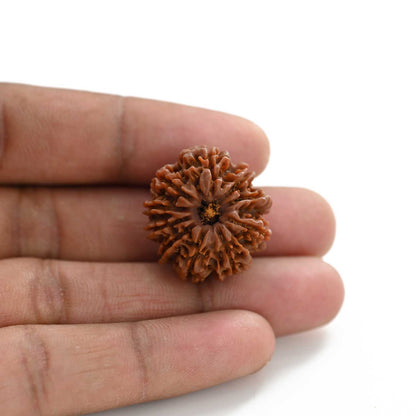 10 Mukhi Rudraksha (Nepal) 25.01 M.M.