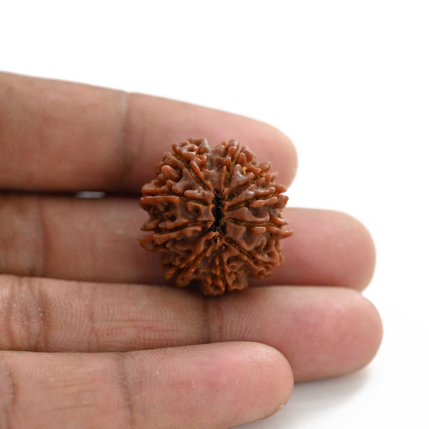 10 Mukhi Rudraksha (Nepal) 25.01 M.M.