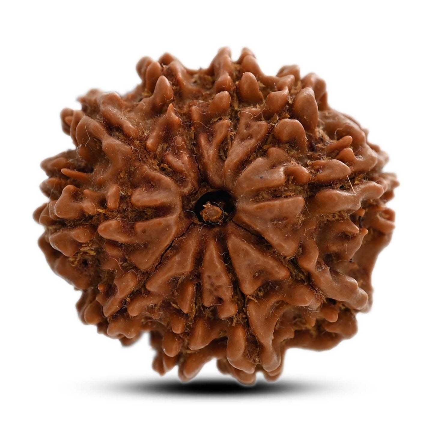 10 Mukhi Rudraksha (Nepal) 25.74 M.M.