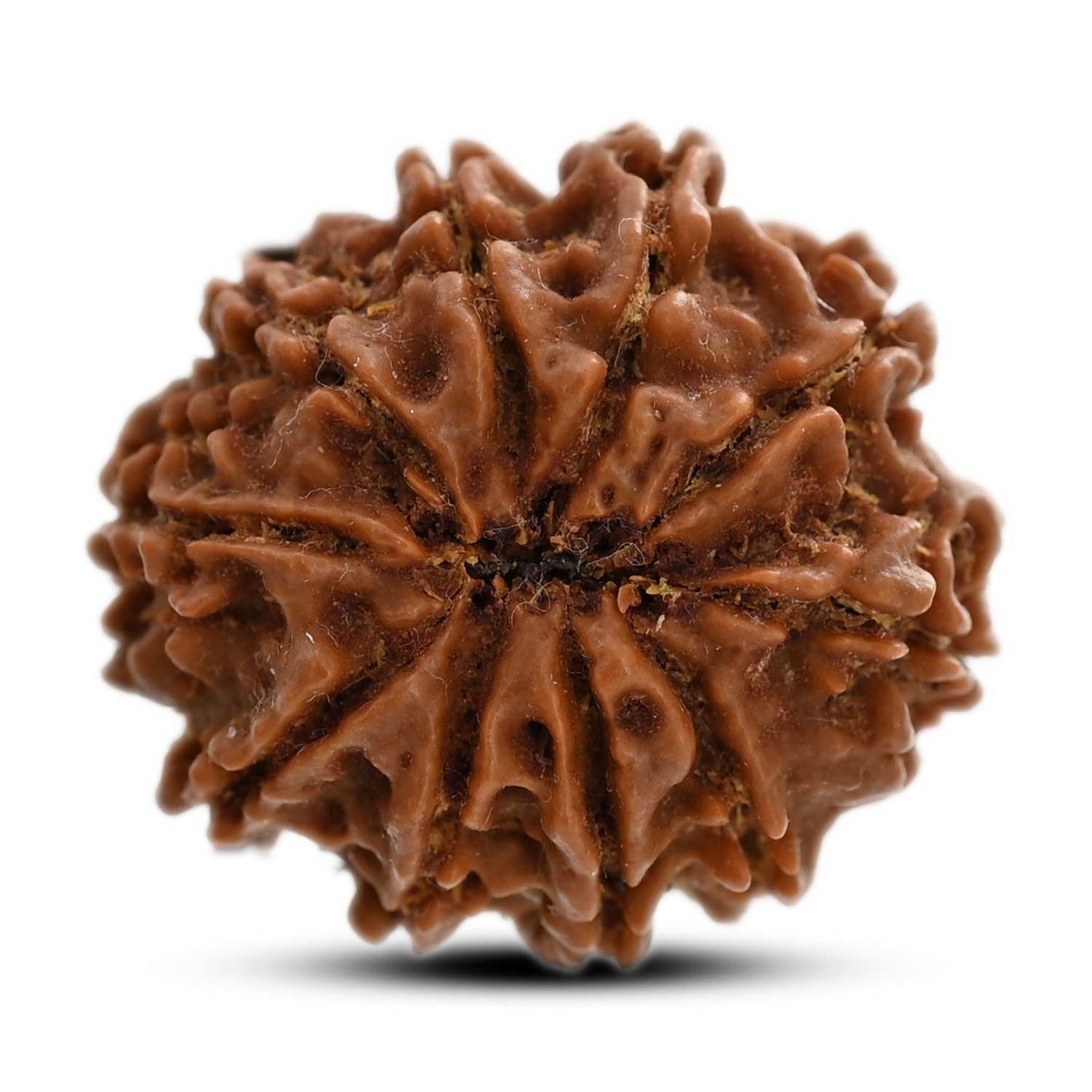10 Mukhi Rudraksha (Nepal) 25.74 M.M.