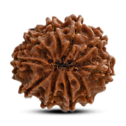 10 Mukhi Rudraksha (Nepal) 25.74 M.M.