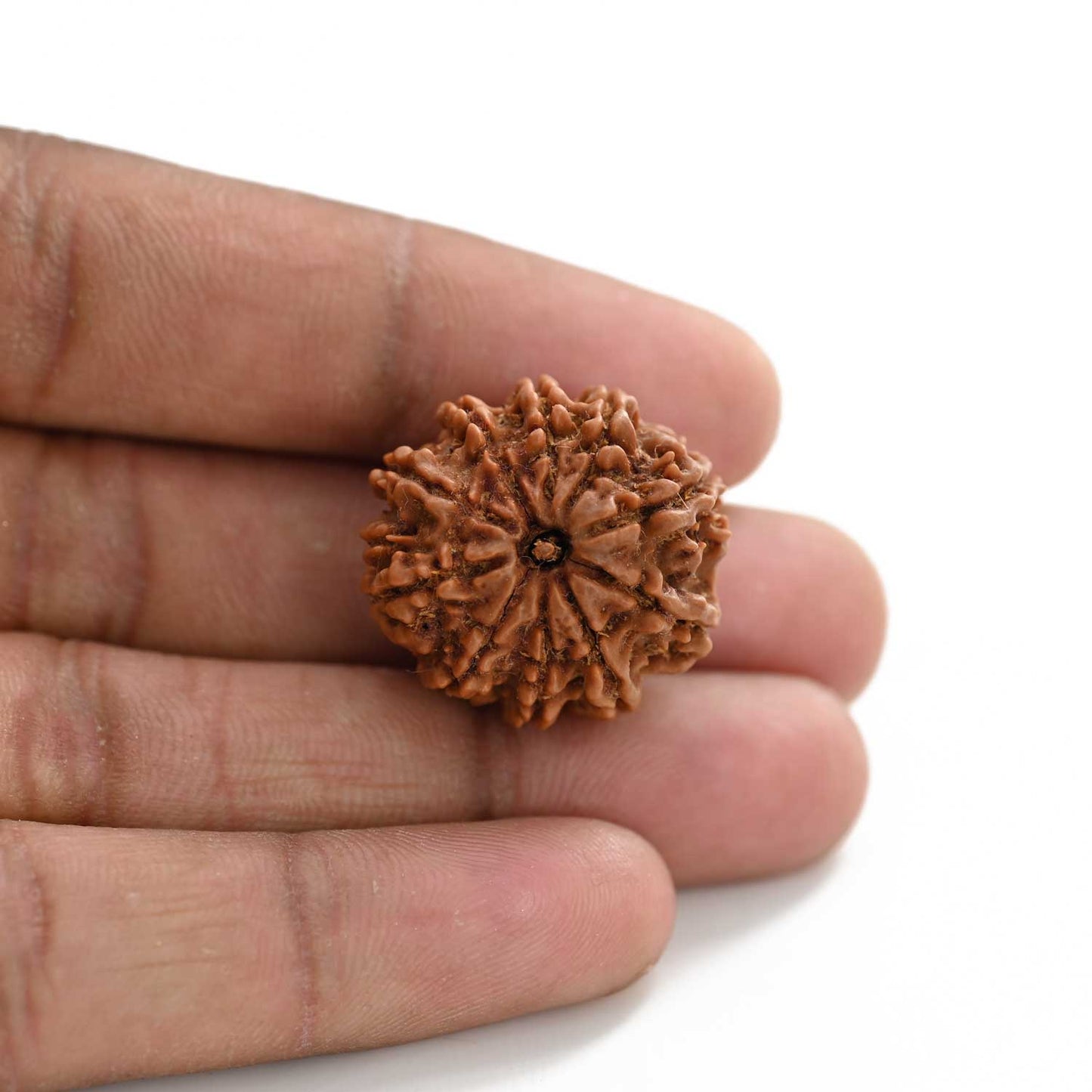 10 Mukhi Rudraksha (Nepal) 25.74 M.M.