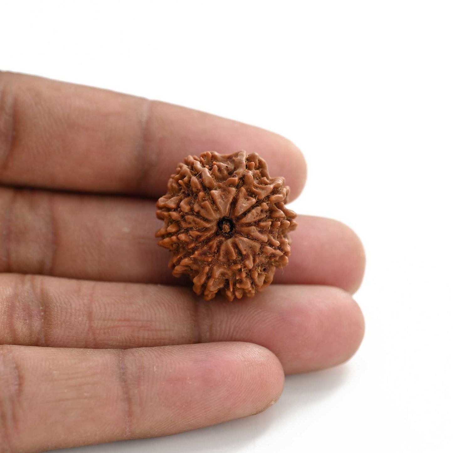10 Mukhi Rudraksha (Nepal) 25.74 M.M.
