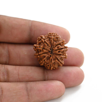10 Mukhi Rudraksha (Nepal) 25.74 M.M.