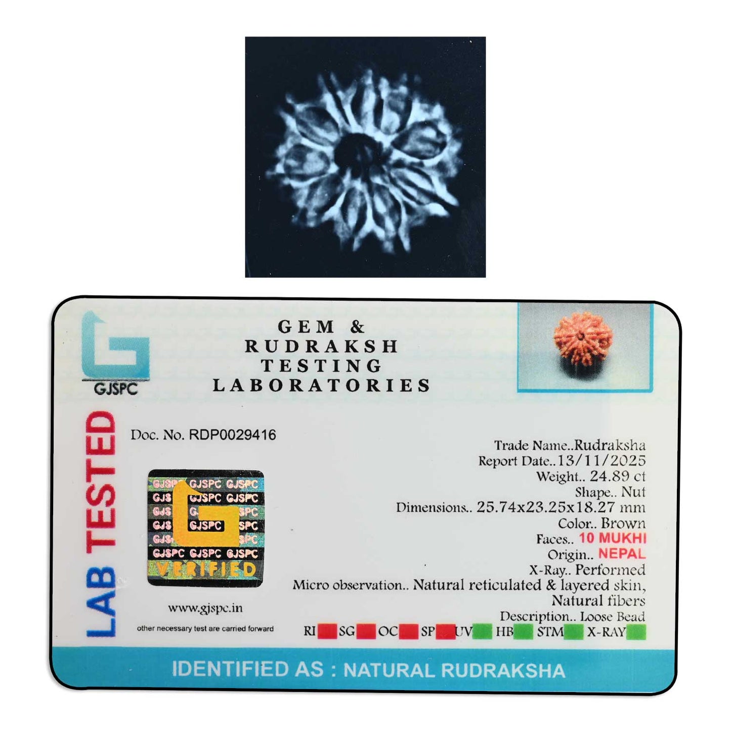 10 Mukhi Rudraksha (Nepal) 25.74 M.M.