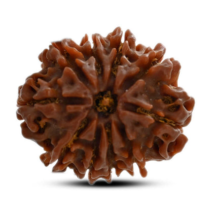 10 Mukhi Rudraksha (Nepal) 24.60 M.M.