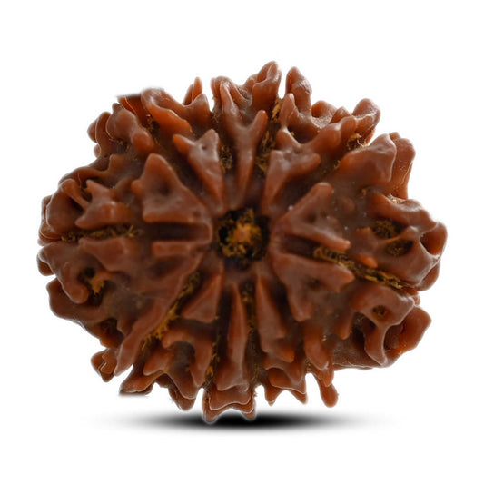 10 Mukhi Rudraksha (Nepal) 24.60 M.M.