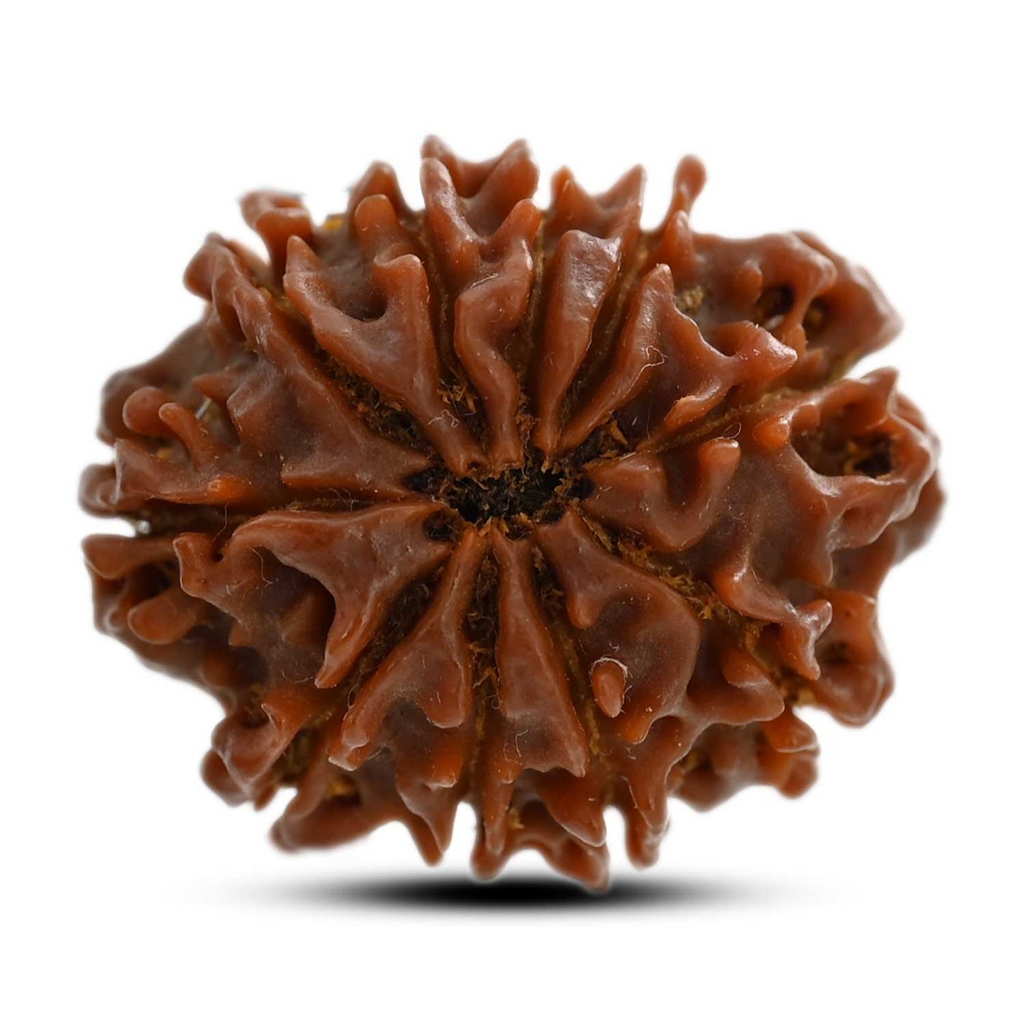 10 Mukhi Rudraksha (Nepal) 24.60 M.M.
