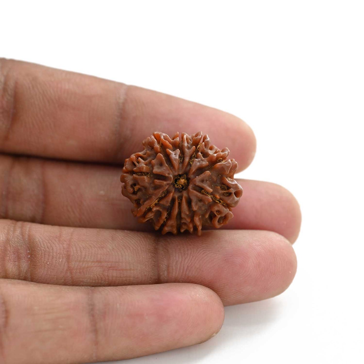 10 Mukhi Rudraksha (Nepal) 24.60 M.M.