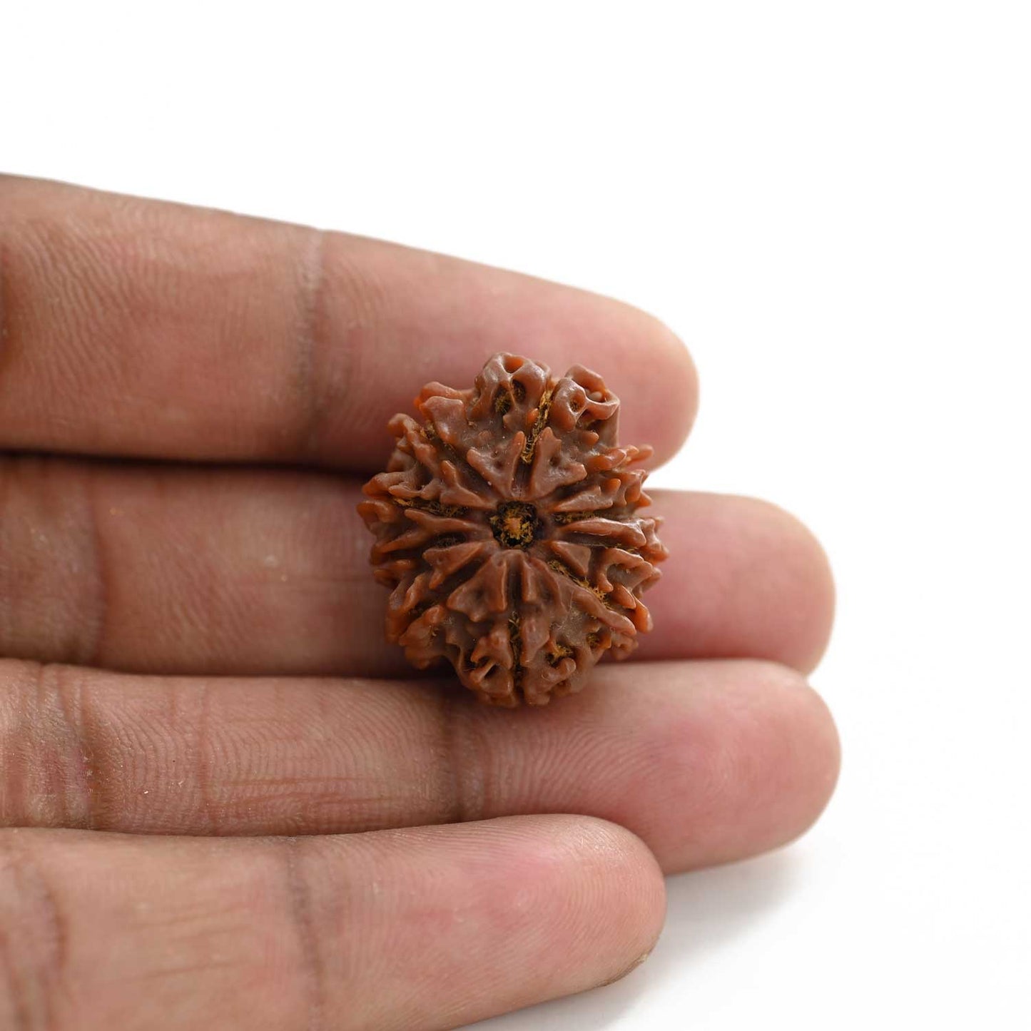 10 Mukhi Rudraksha (Nepal) 24.60 M.M.