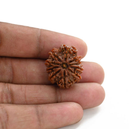 10 Mukhi Rudraksha (Nepal) 24.60 M.M.