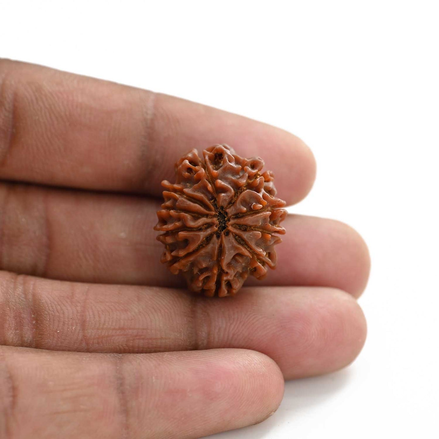 10 Mukhi Rudraksha (Nepal) 24.60 M.M.