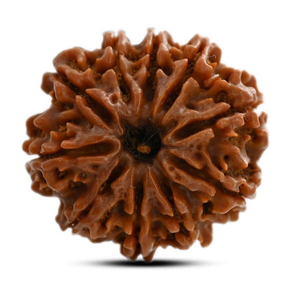 10 Mukhi Rudraksha (Nepal) 24.12 M.M.
