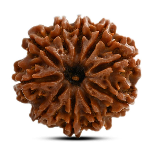10 Mukhi Rudraksha (Nepal) 24.12 M.M.